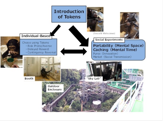 Evolution of the mind to predict the future: Comparative-cognitive study of predictive token use in groups of chimpanzees